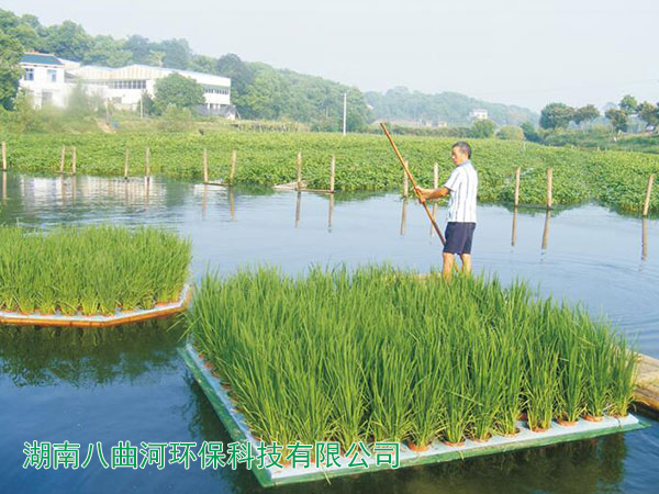 农场水面种植的富硒五彩水稻