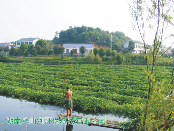 猪场养殖粪水种植 水上空心菜种植、水下套养鱼虾