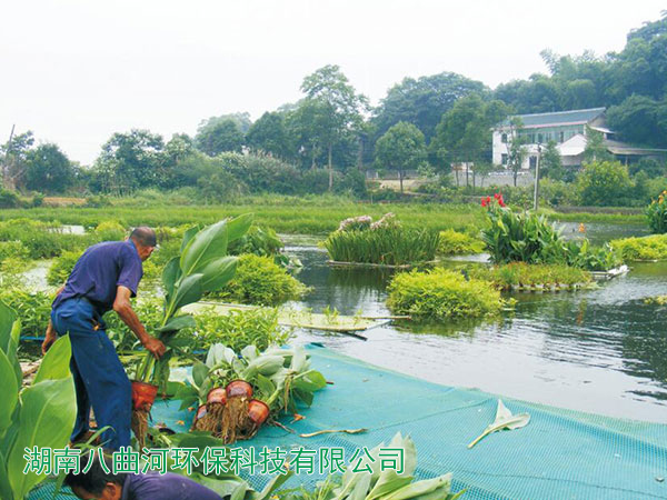 养猪场的粪水通过沼气池排放到水塘种植的水上花卉