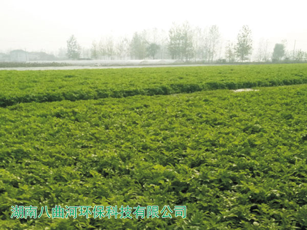 江苏宿迁养猪场粪水用专业浮床种植的四季水芹 江苏宿迁养猪场粪水用专业浮床种植的四季水芹