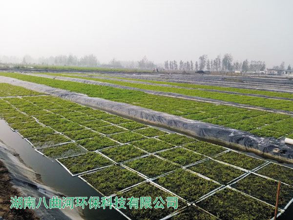 江苏宿迁养猪场粪水用专业浮床种植的四季水芹
