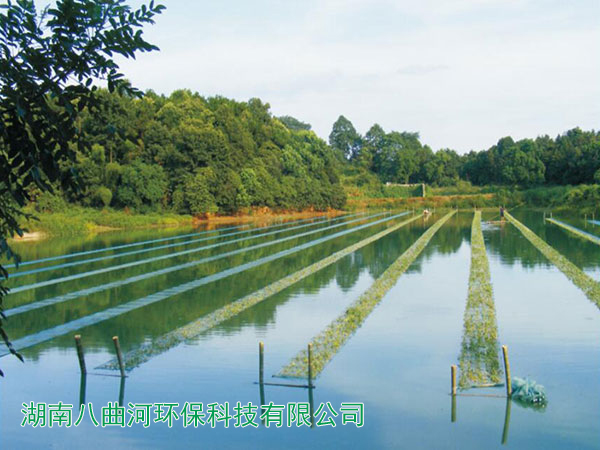 水上漂浮网种菜和水生植物