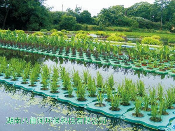 水上塑料浮岛种植水稻