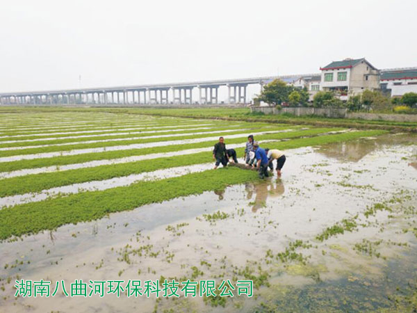 漂浮网种植的狐尾藻