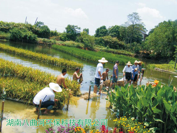 美人蕉和水稻种植基地