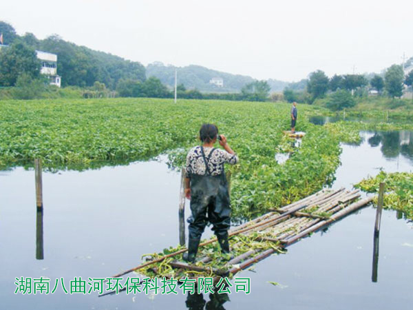 水上浮床种植的空心菜