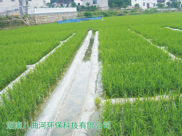 猪场污水种植的水稻