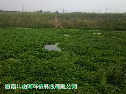 人工湿地公园