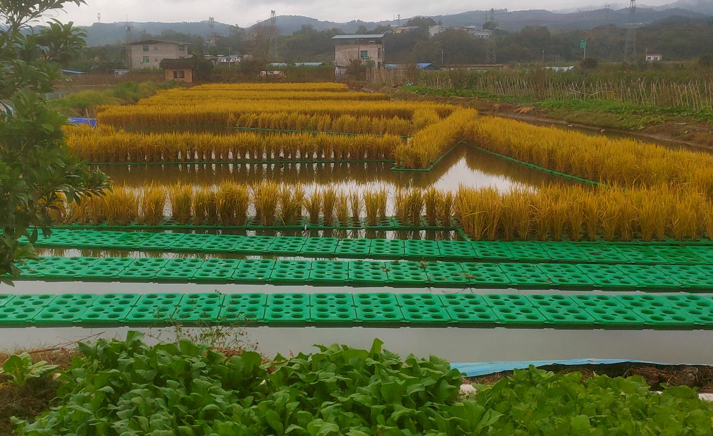 水上水稻种植