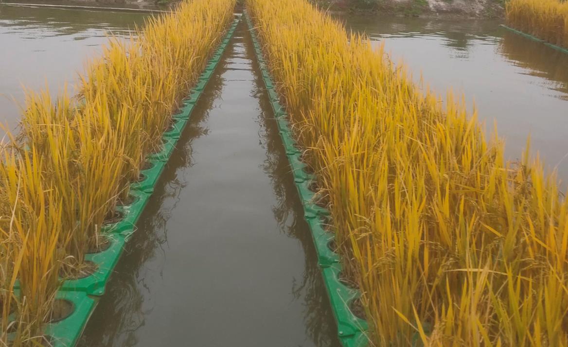 水上水稻种植