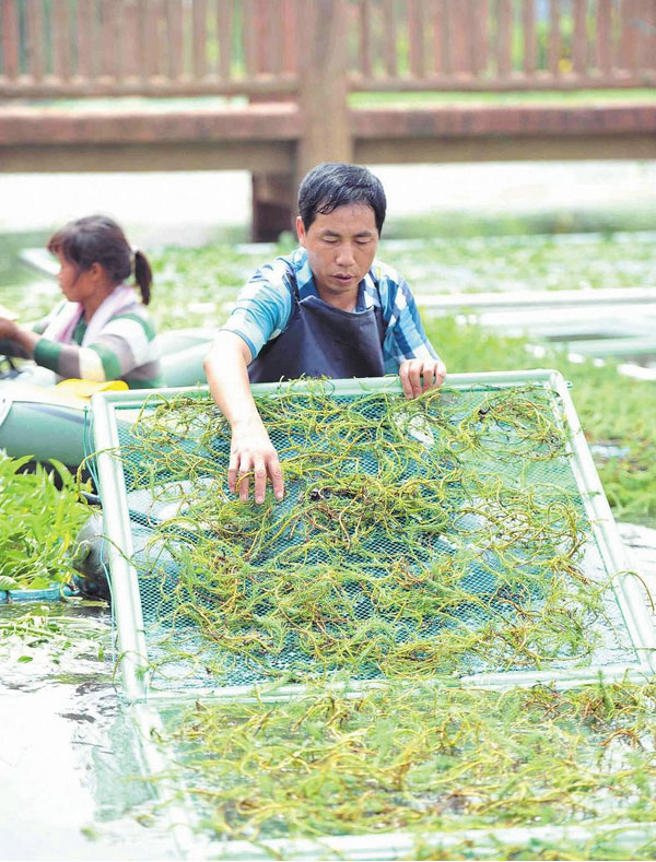 湖南八曲河环保科技有限公司,水上生态种植设备,污水净化原理,湖南水环境治理公司