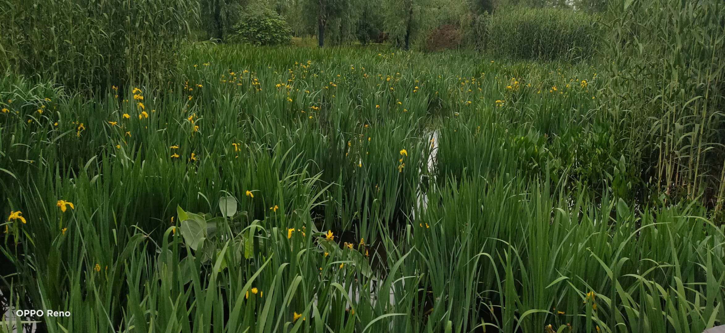 人工生态浮床,生态浮床技术,浮岛种植设备,水上种植设备,生态装配式浮床,水上浮床,植物浮床,水面浮床,湖南八曲河环保科技有限公司